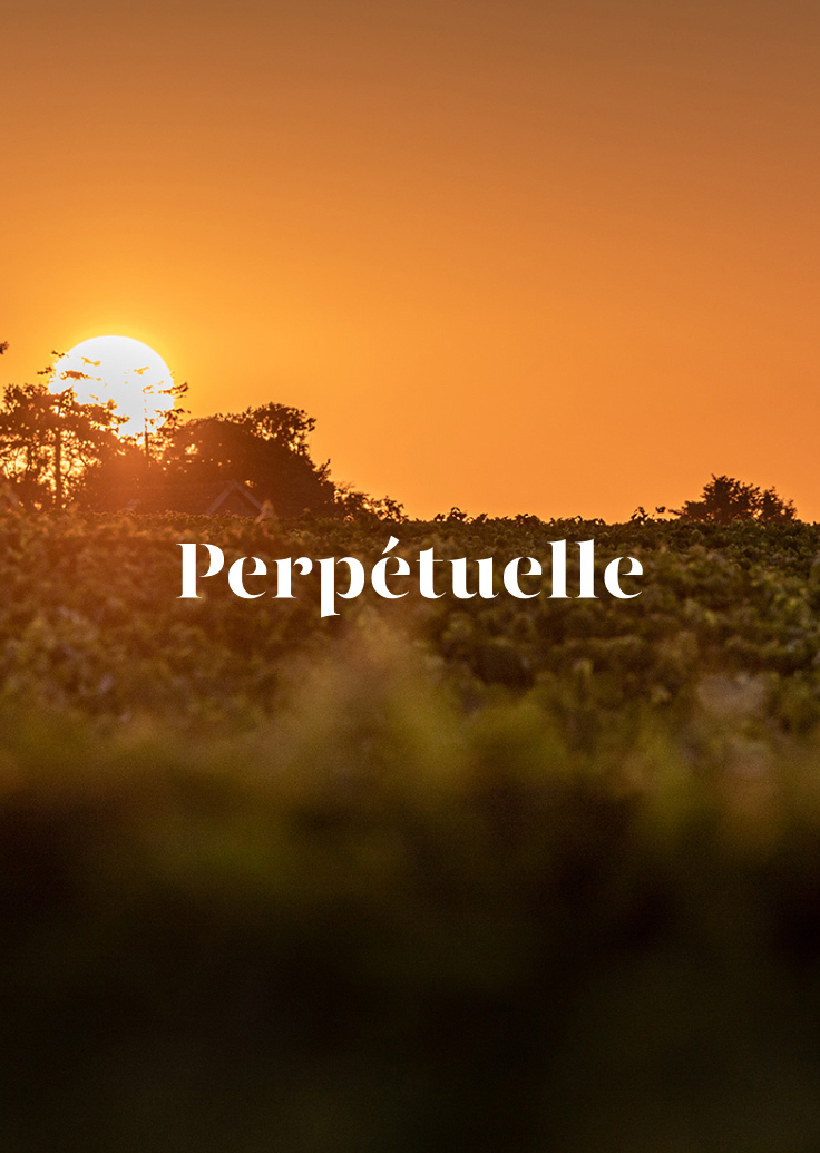 Cuvée Perpétuelle Cuvée Perpétuelle